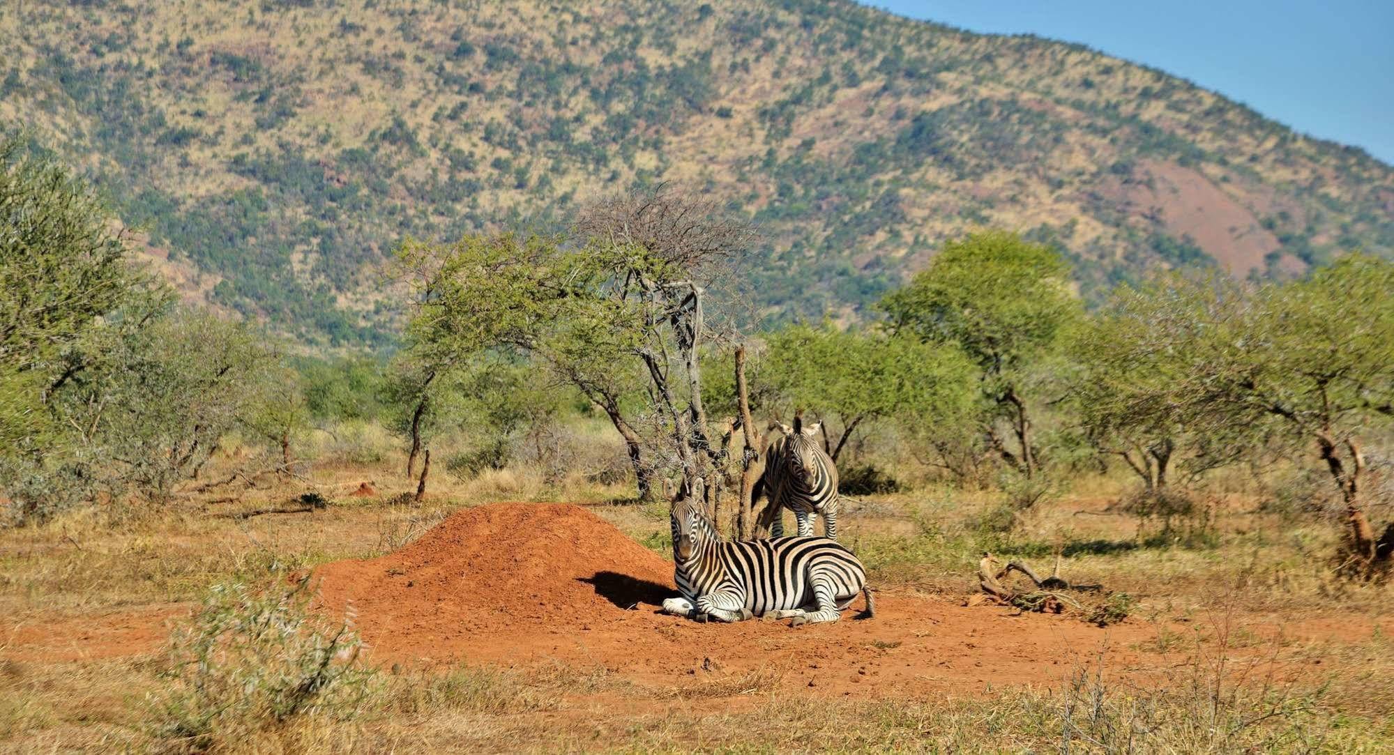 Black Rhino Game Lodge Ruighoek Mine 외부 사진